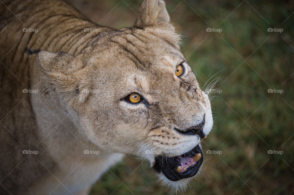 Close-up view of a lioness with a grin, from behind a grill living in Taigan safari park