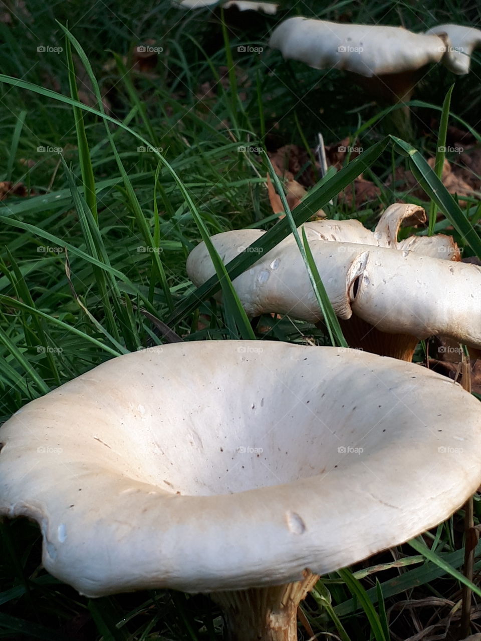 Fungus, Mushroom, Food, Grass, Nature