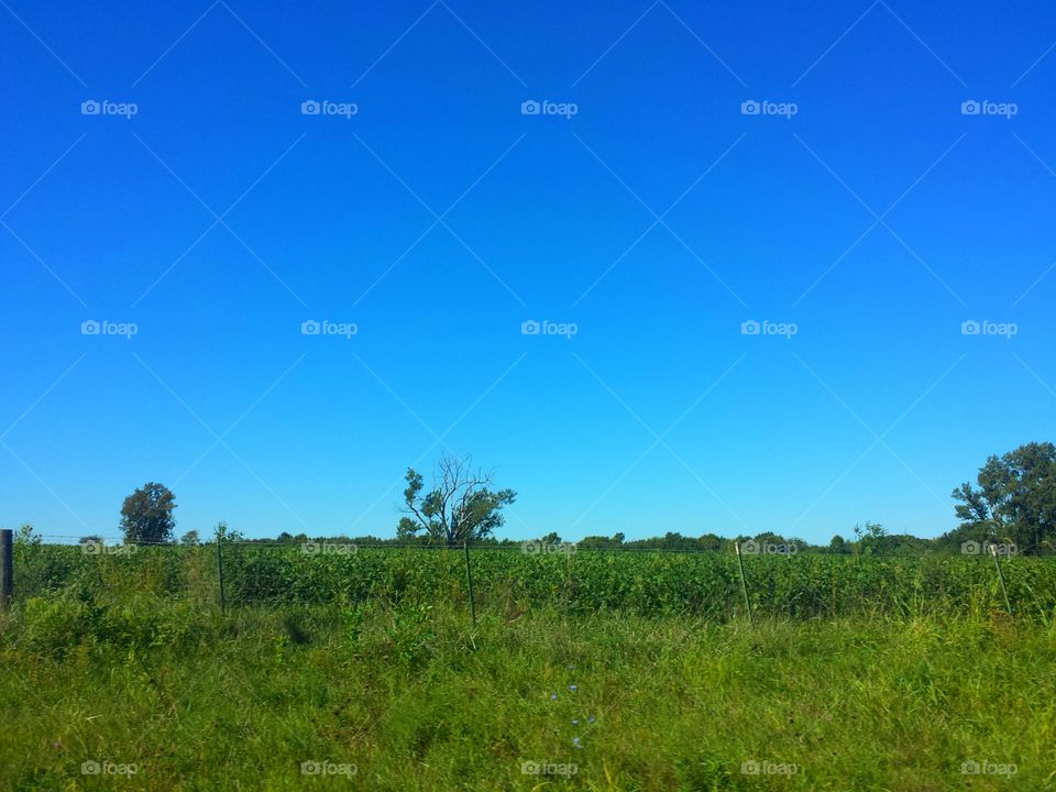 old tree in a field