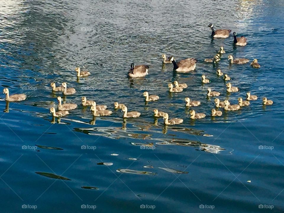 Large family of Canadian geese in Lake Union WA