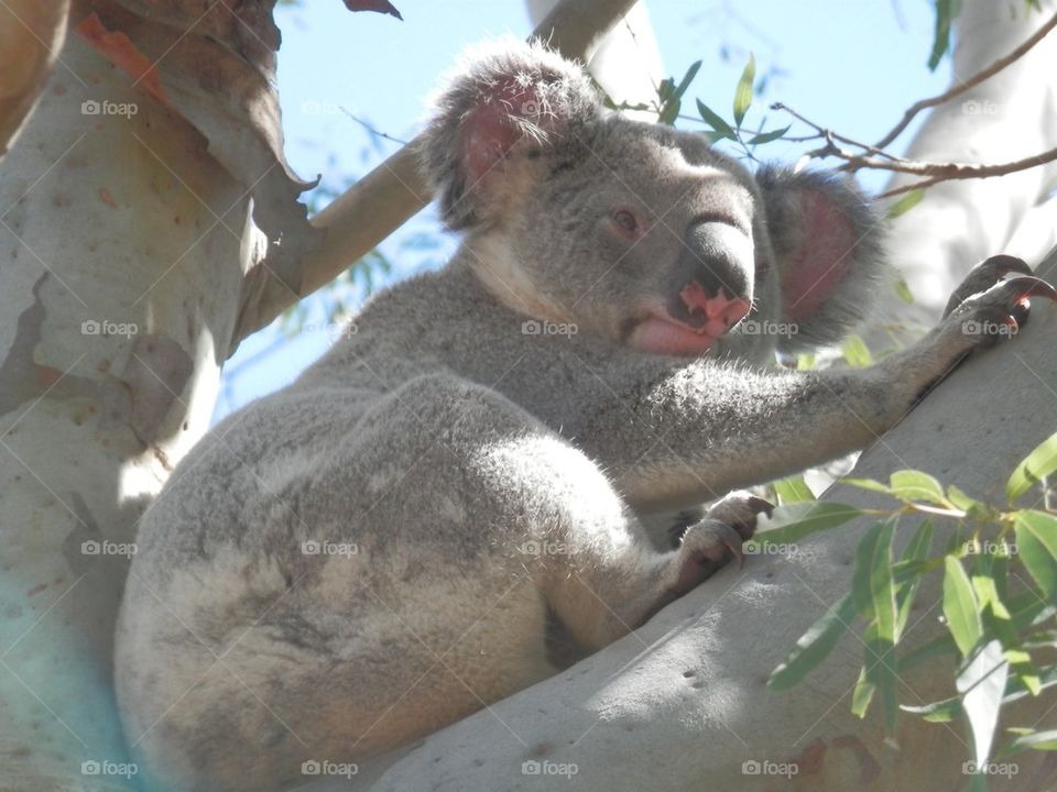 Koala