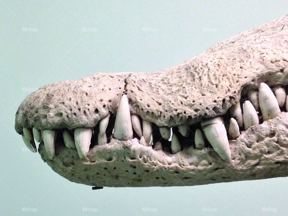 Crocodile jaw