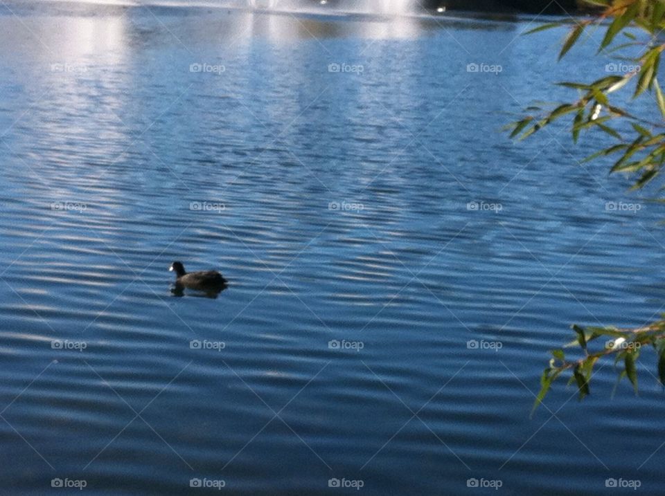 Duck in water