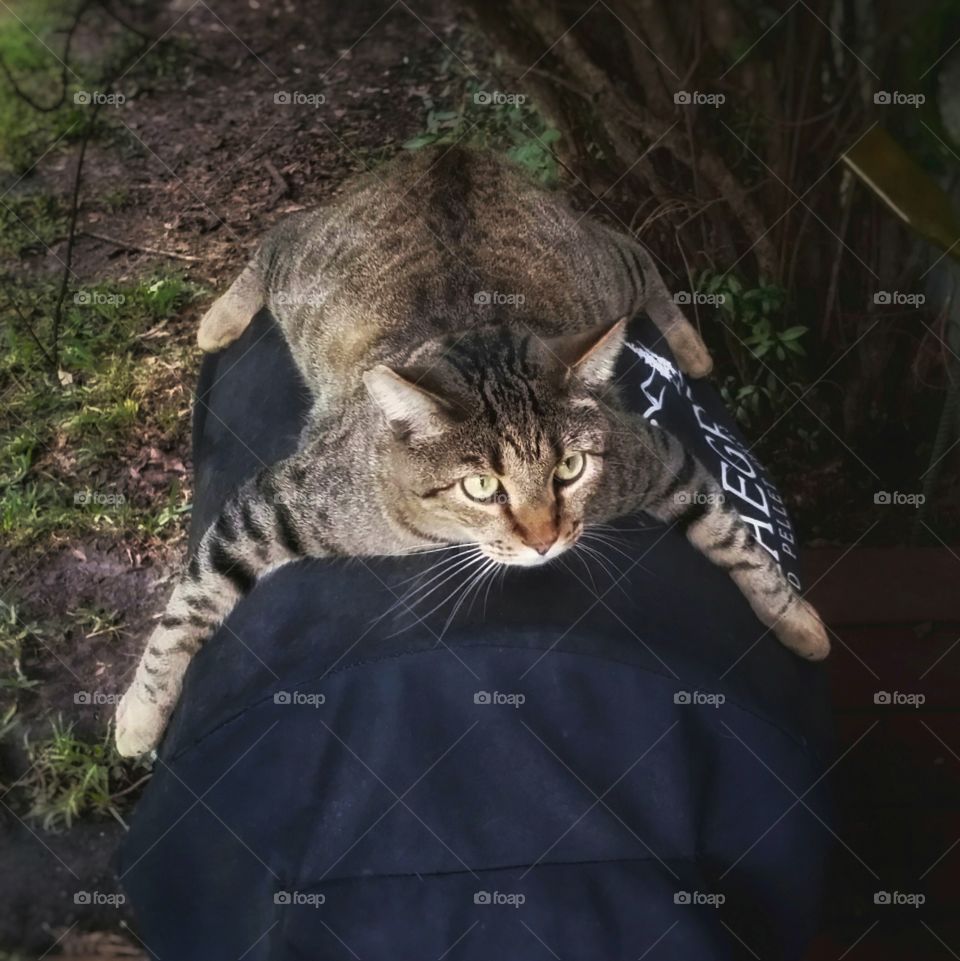 Brown tabby cat hugging a Bar-B-Q grill