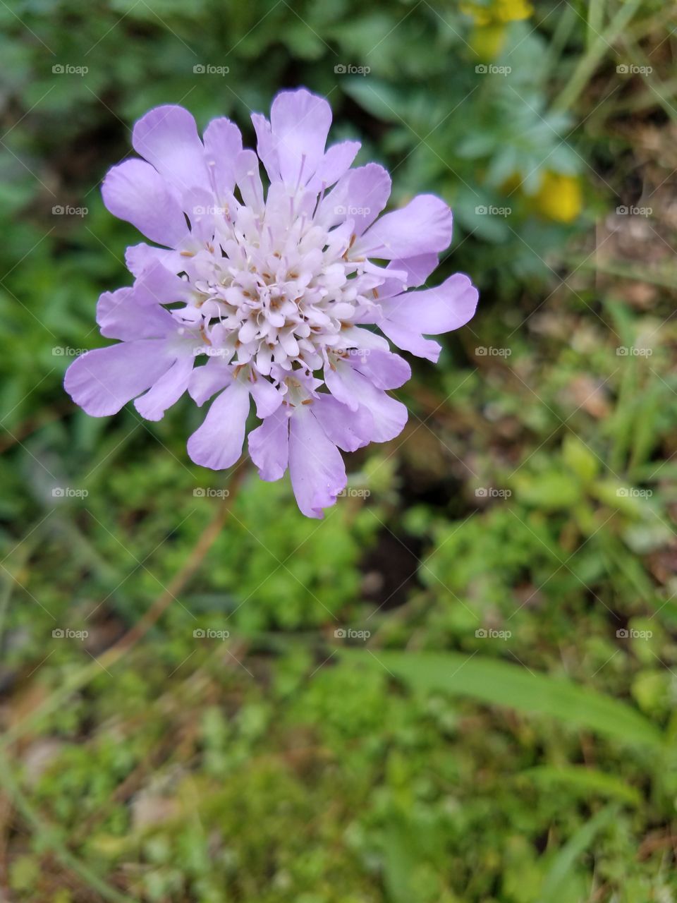 scabiosa columbaria