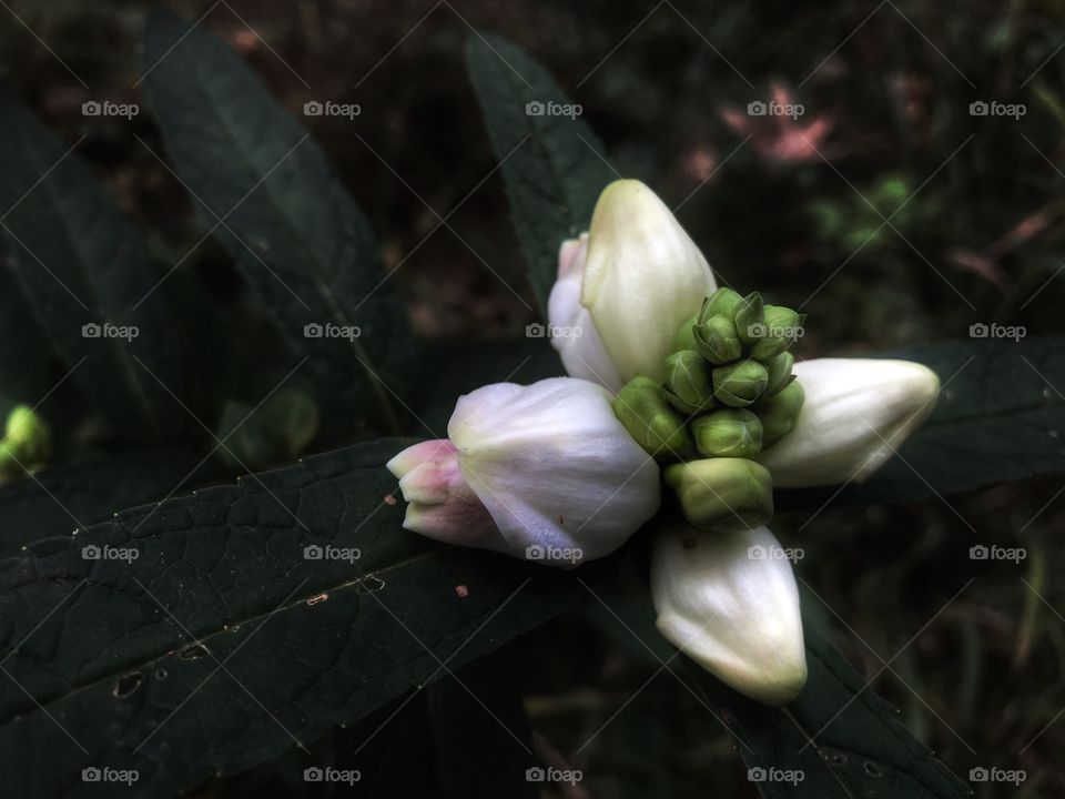 Autumn Flower