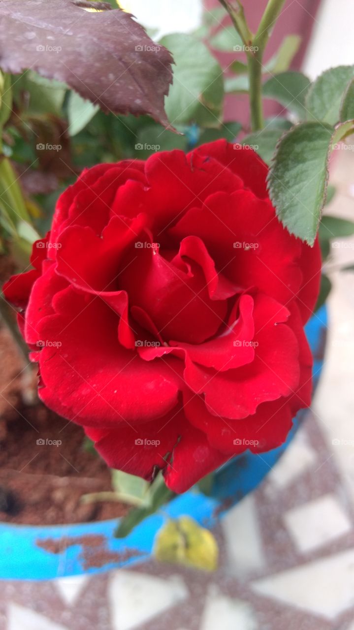 Blood Rose