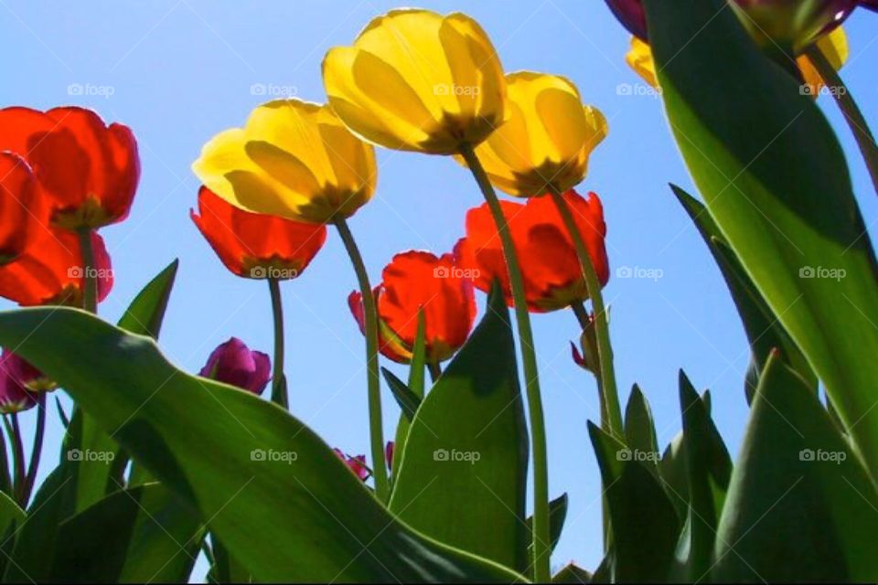 Sunlight through Tulips