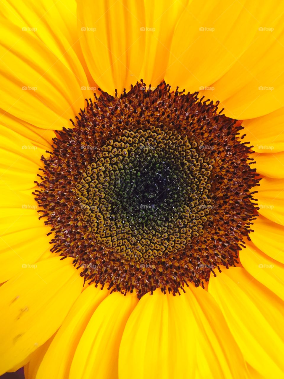 Sunflower blossom texture