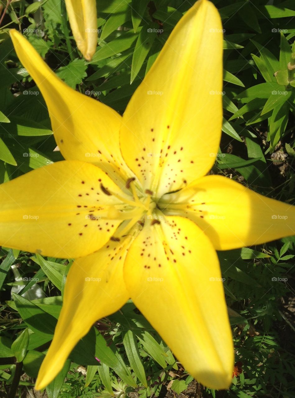 Yellow asiatic lily