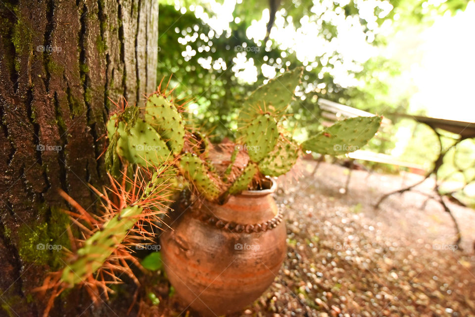 cactus in pot