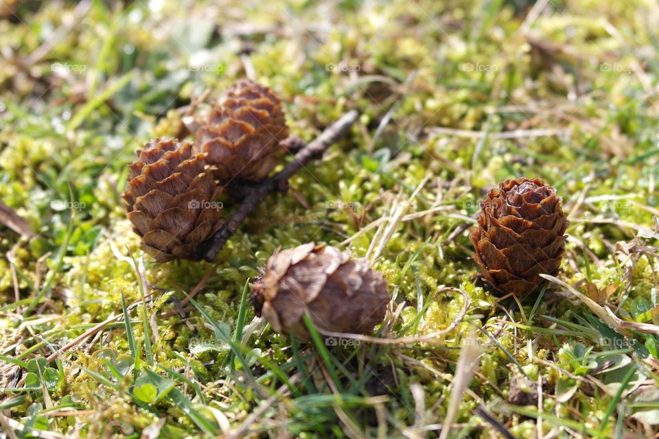 Pine cones on the grass 