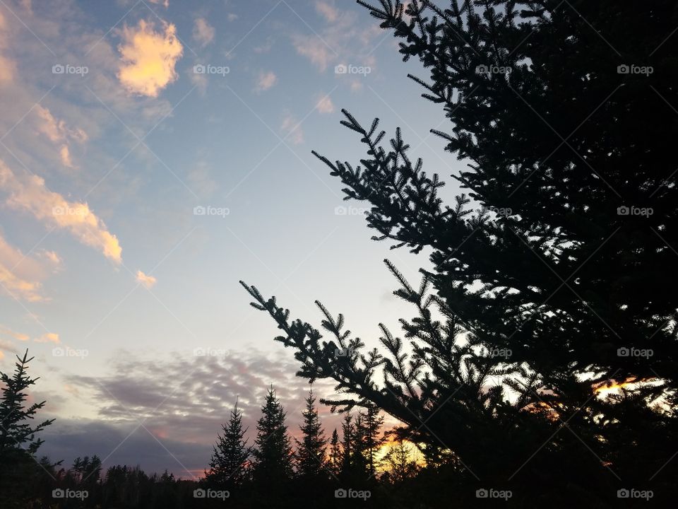peeking through branches