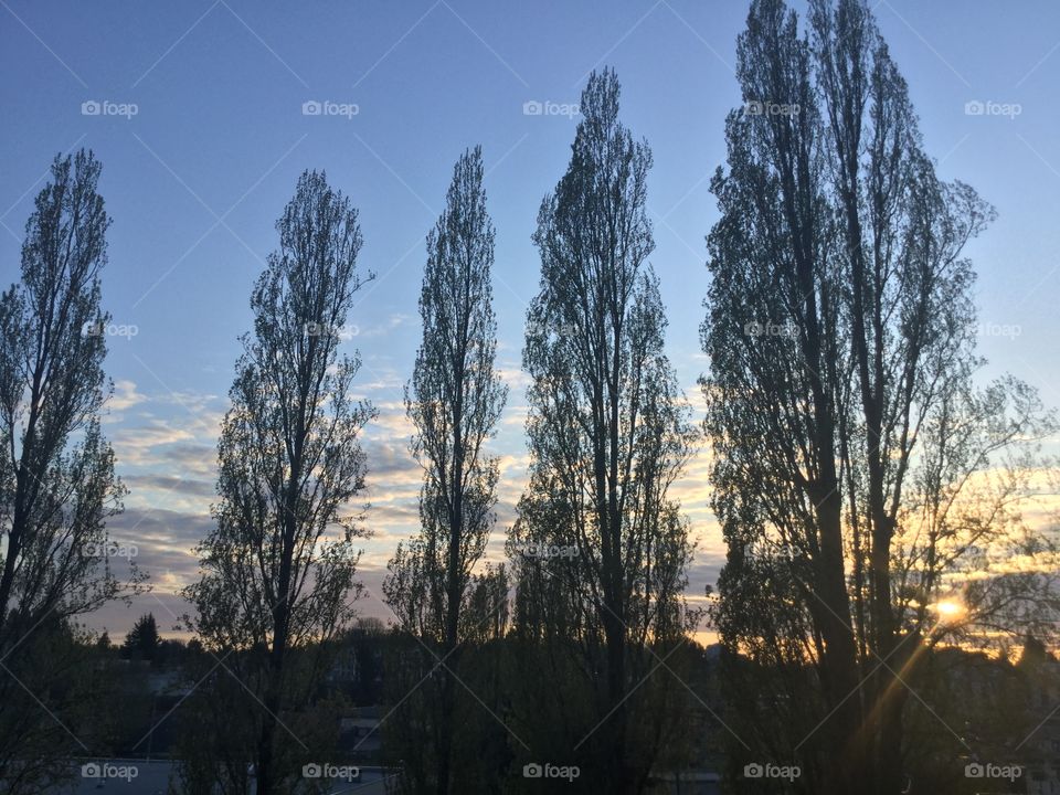 Poplars on the horizon 