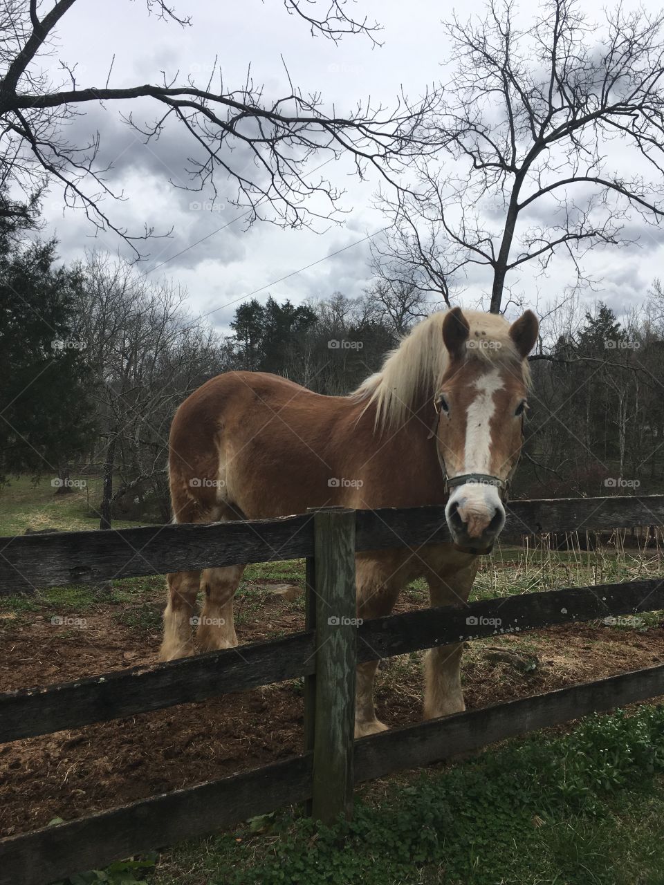 Haflinger gelding gazing over his fence at passerbys, waiting to be groomed and pet.