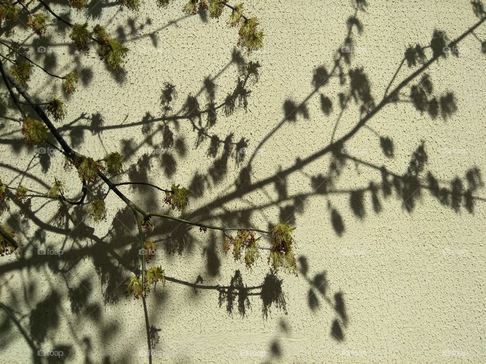 light and shadows branch tree on a wall beautiful texture background, spring time