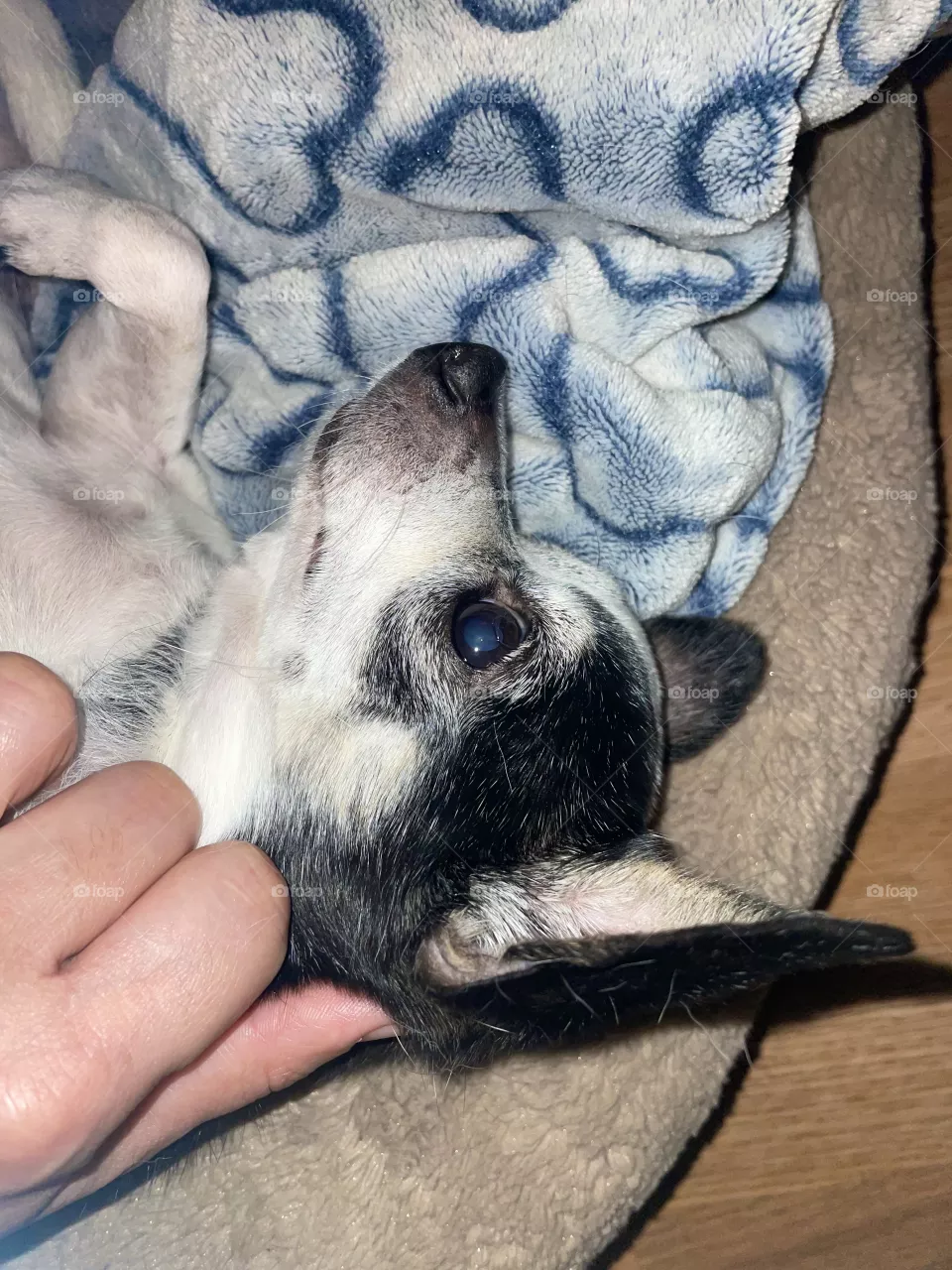 Cuddles 