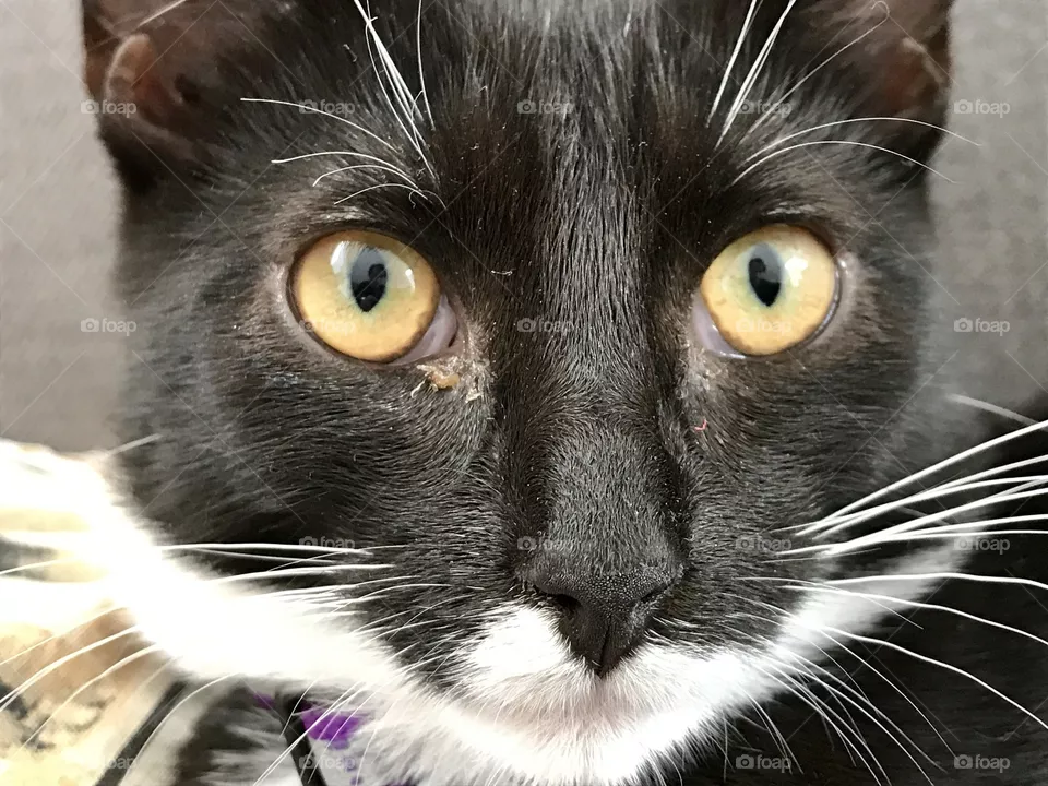 Cats stair