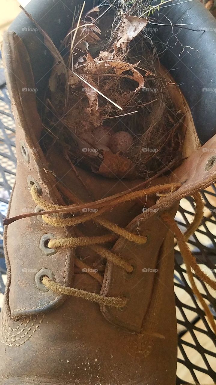 bird nest in a work boot