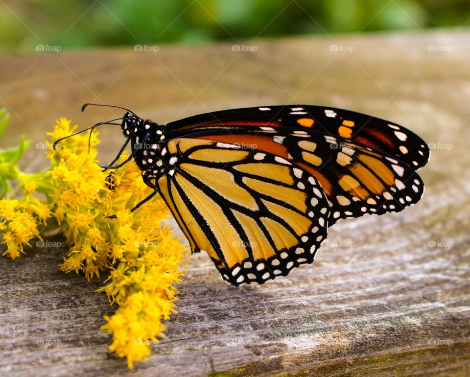 Butterfly on yellow flower