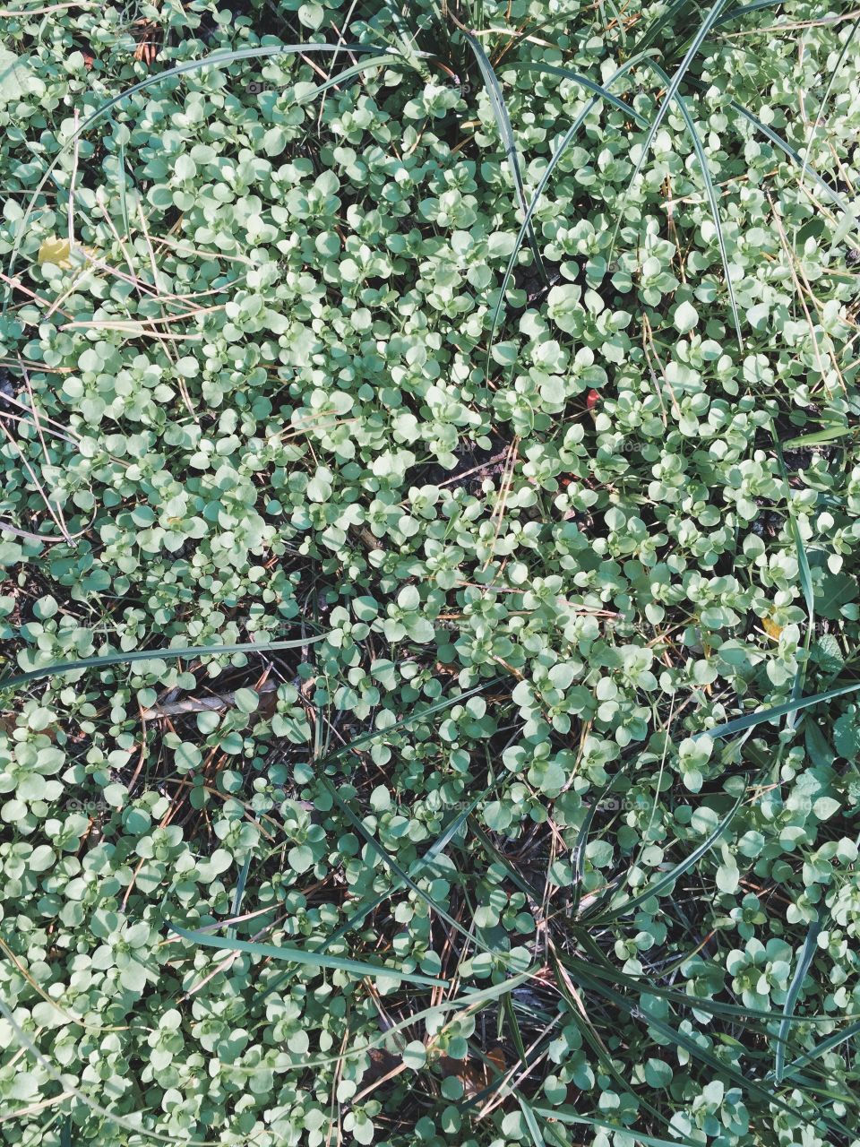 Small field of clover. Small field of clover, green color in nature