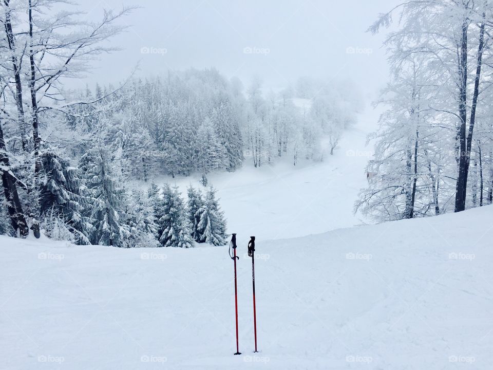 Ski poles on snow surrounded by snowy forest in the background