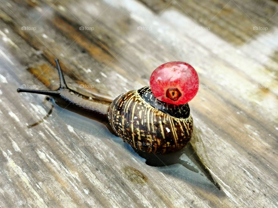 Snail carries red currant