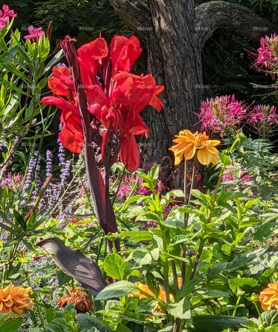 Mixed flowers