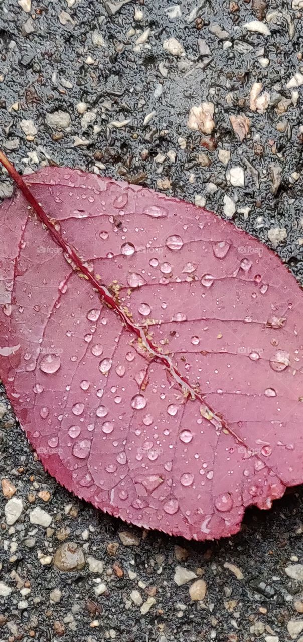 Red Leafe with Drops of Rain