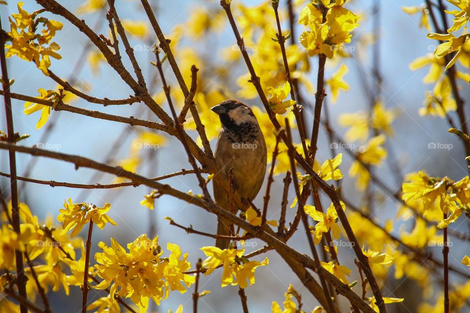 Sparrow at the branch of a blooming yellow spring tree