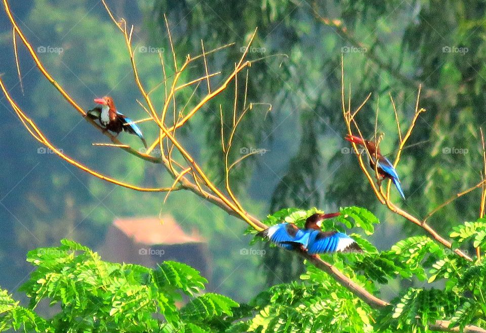 near the Ping river in Chiang Mai, Thailand