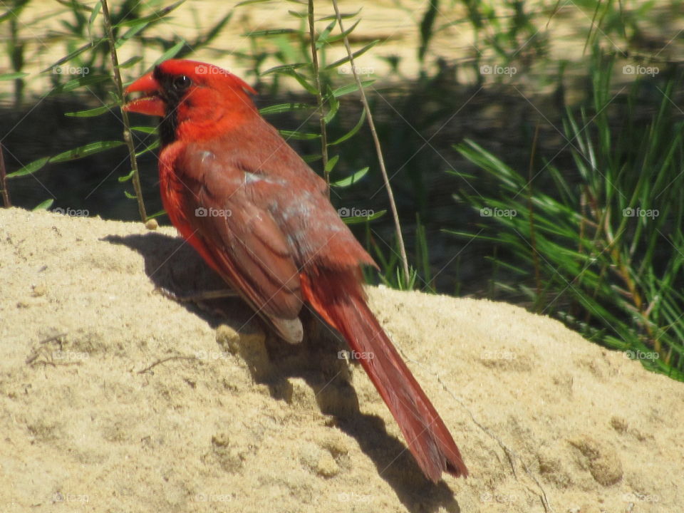 Cardinal