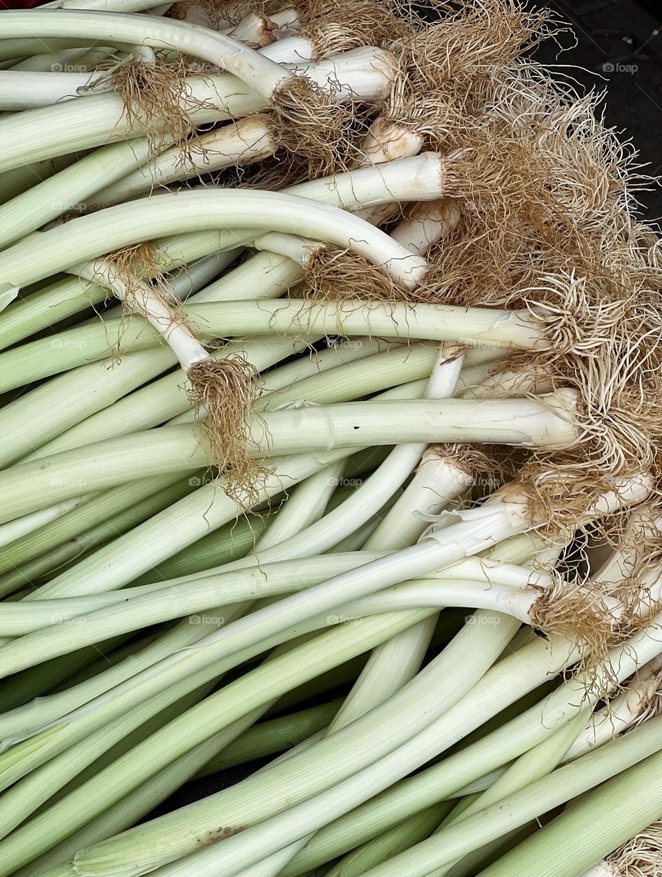 Leek on a market