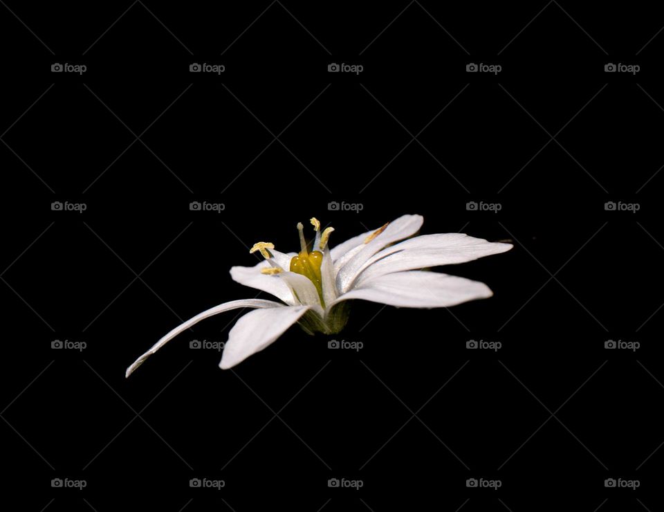 Flower on black background