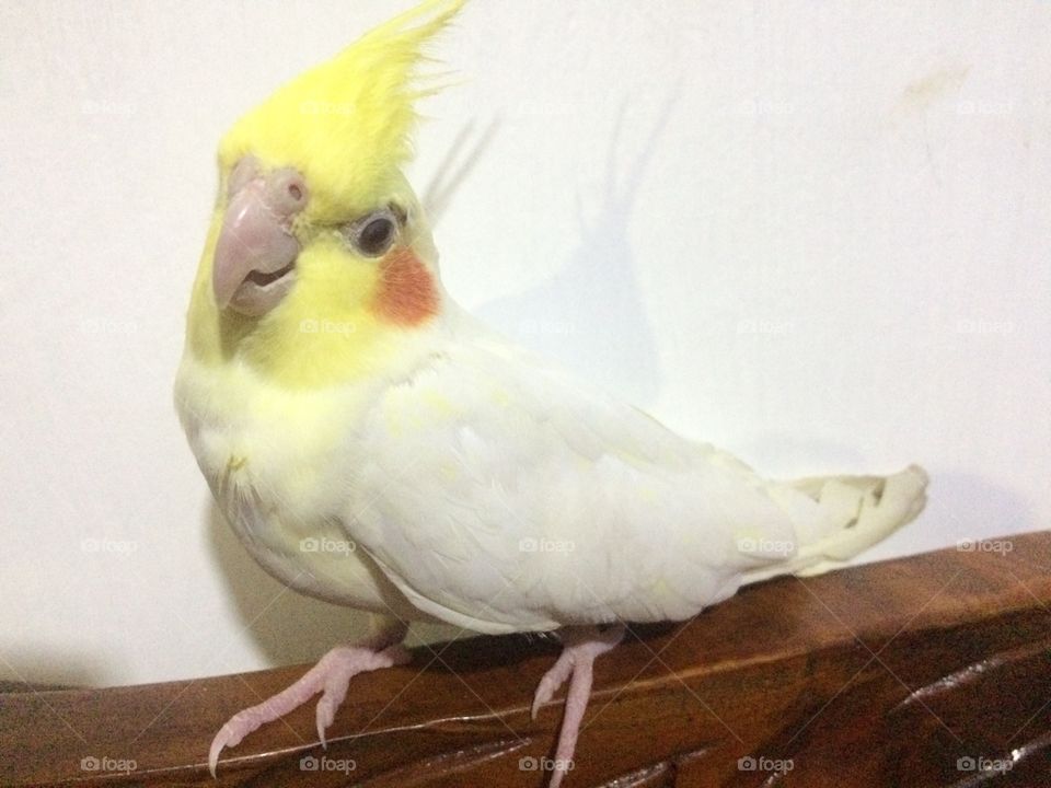 Cocktail Bird