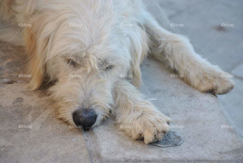 white dog is sleeping on the street