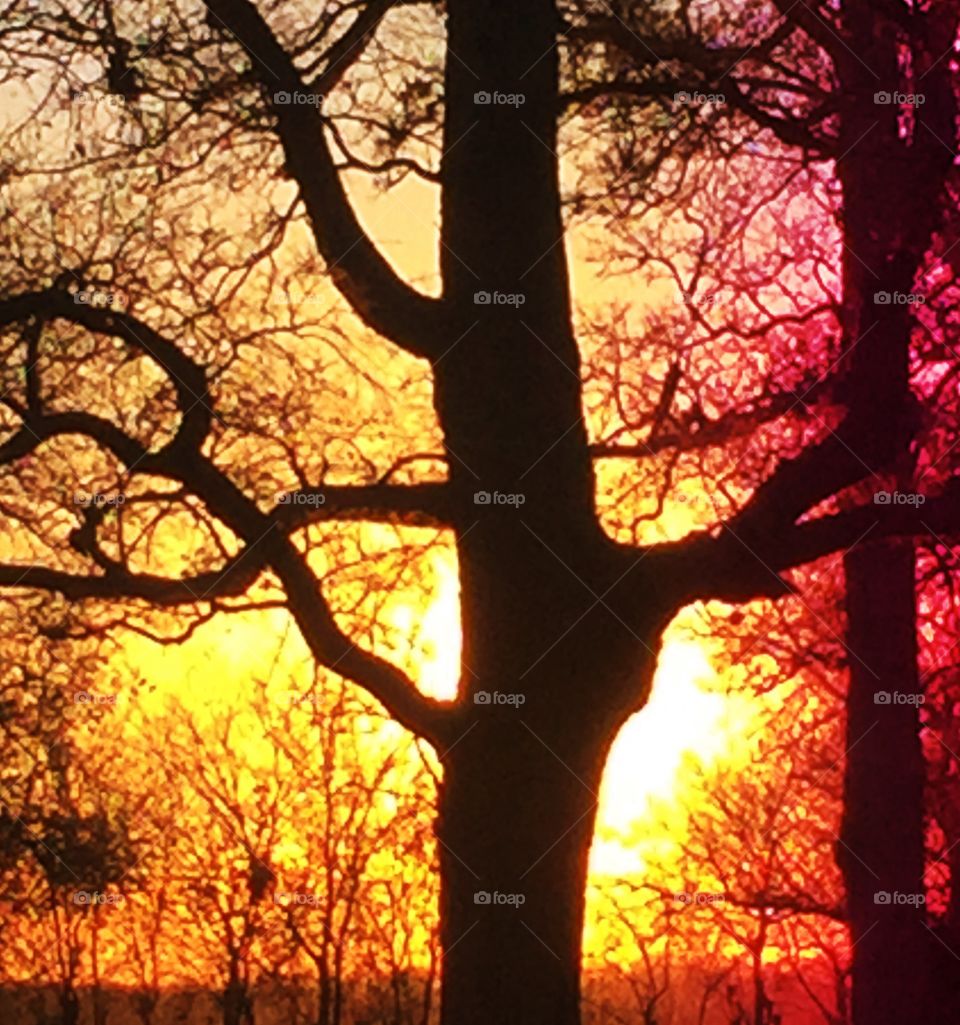 Silhouette of bare tree during sunset