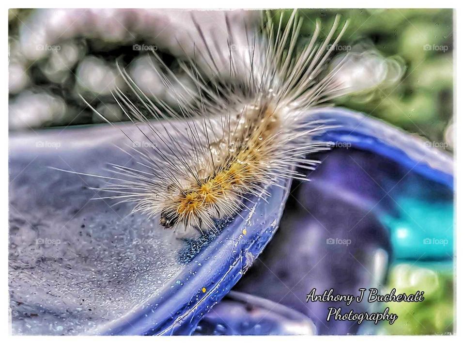 insects in plain sight