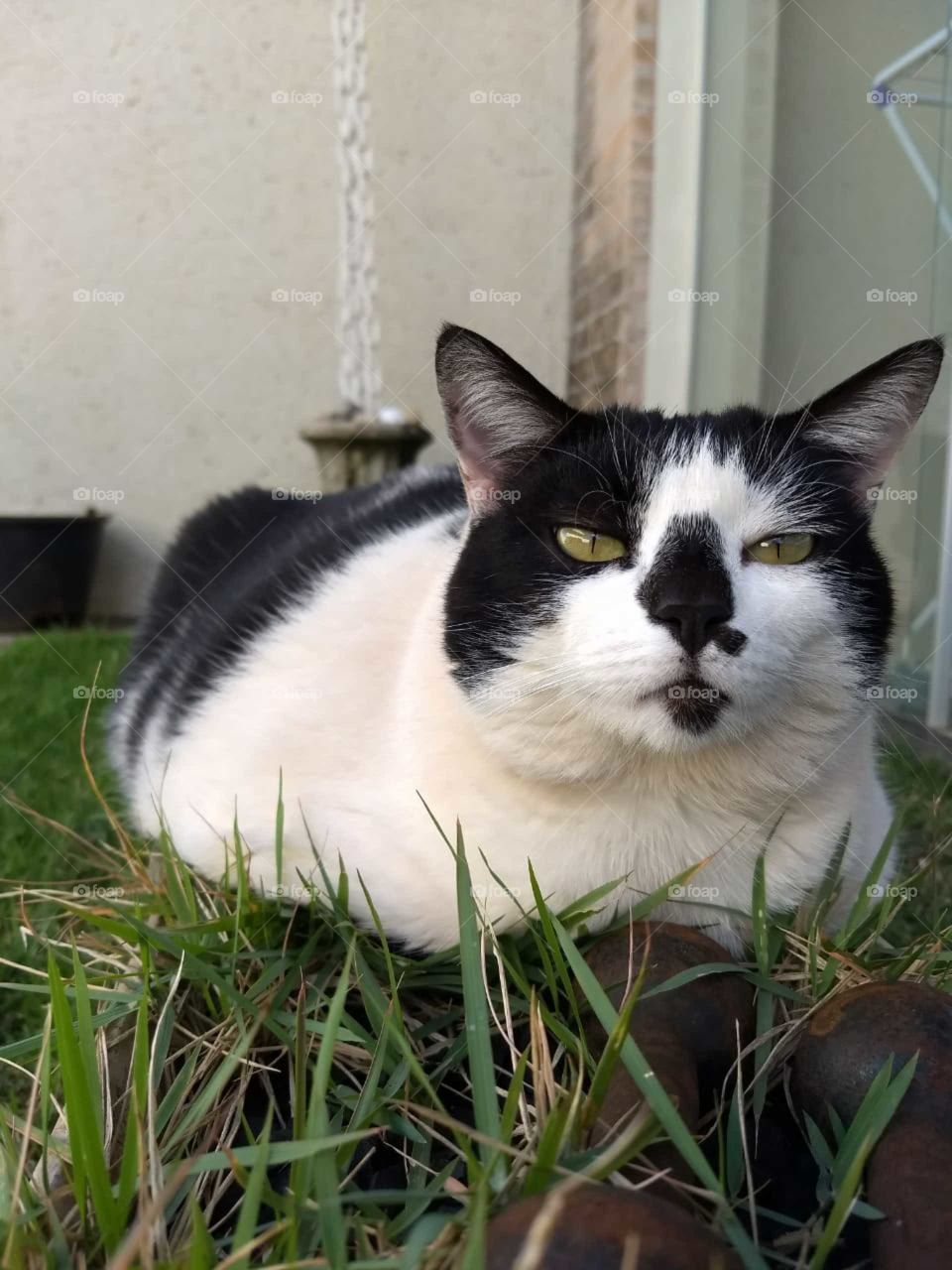 Juju, a rainha da grama.