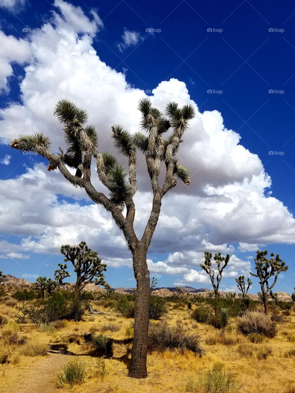 A Field of Beautiful Joshua Trees