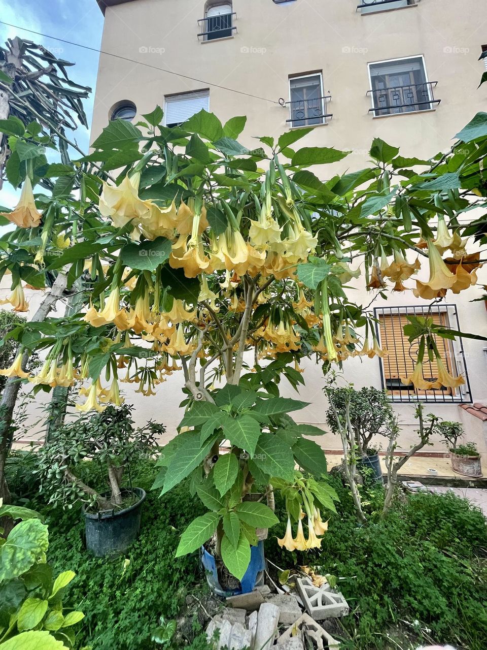 Brugmansia, angel’s trumpets, datura, ornamental plant, solanaceae family, toxic plants 