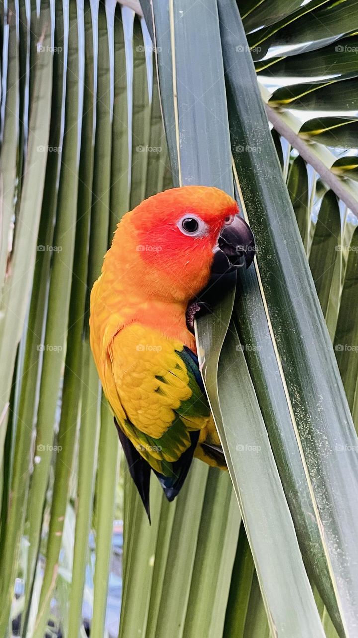 Birds and bee’s beauty 