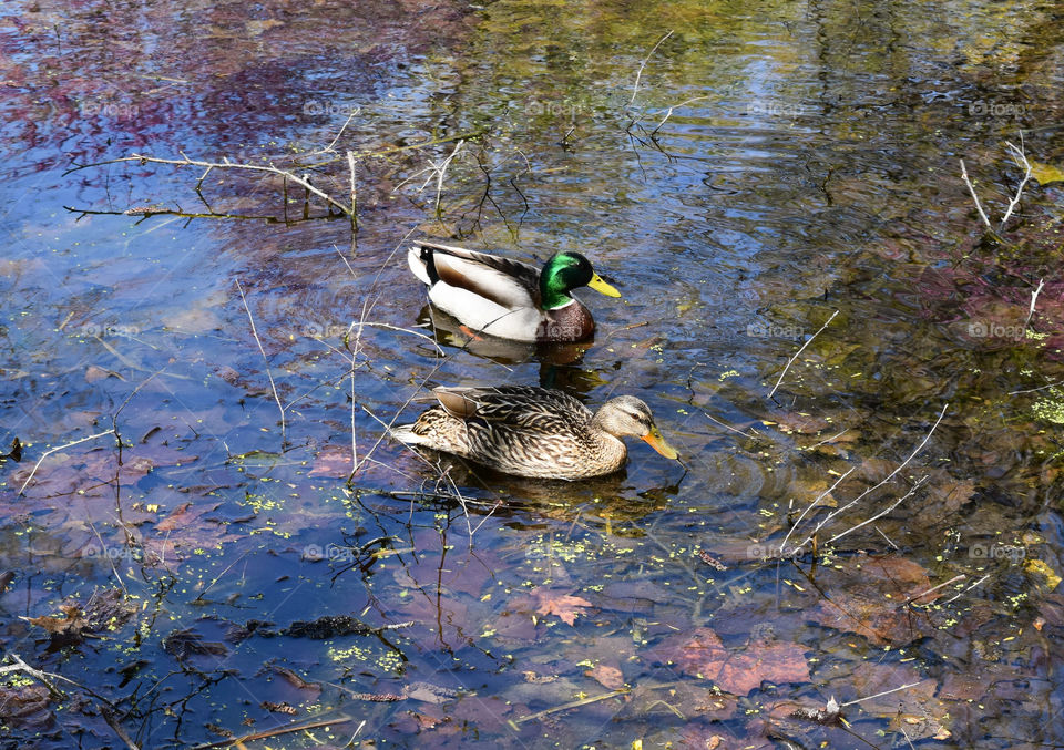 Two Mallard ducks in a pond