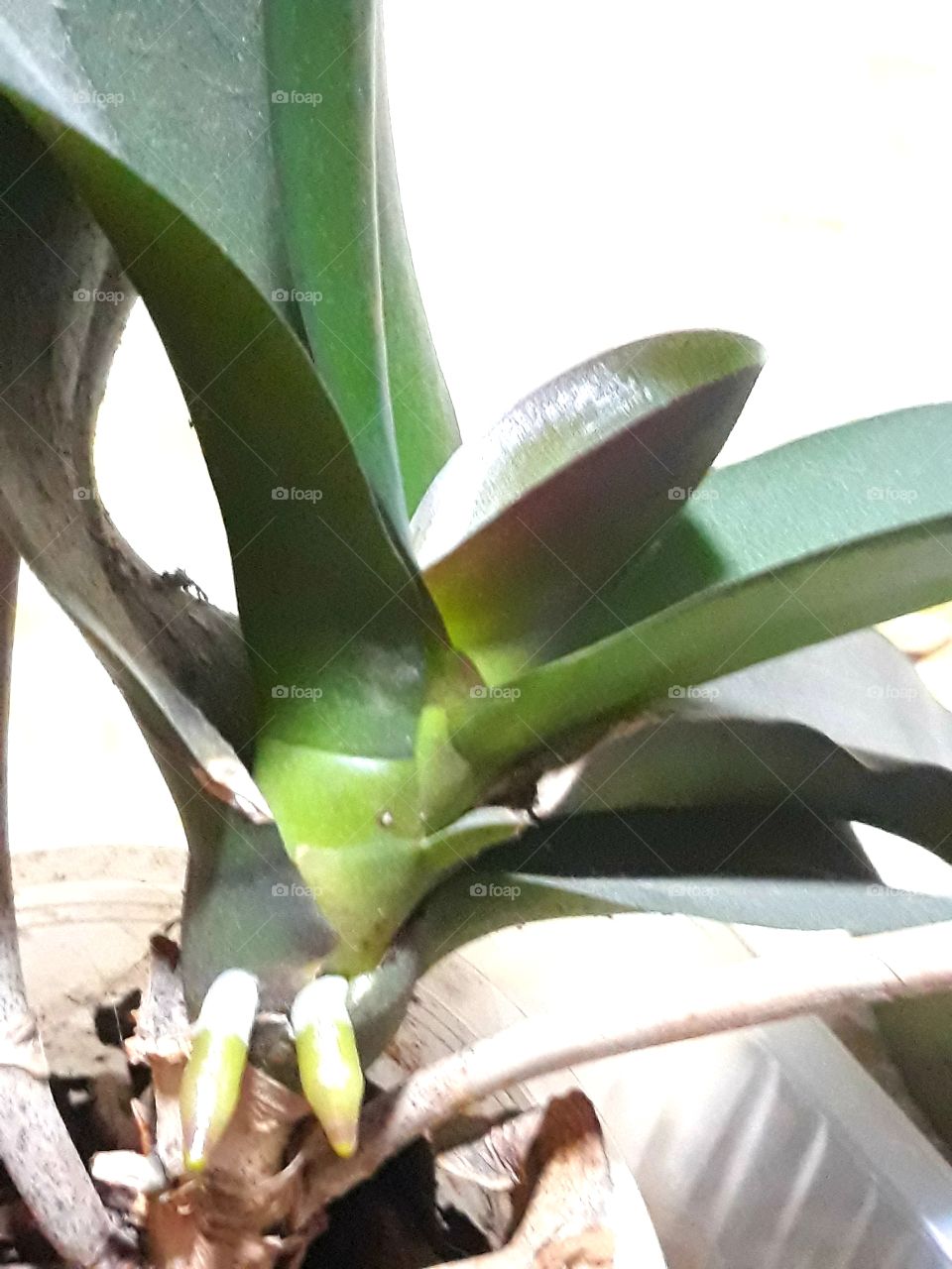 orhideea leavs