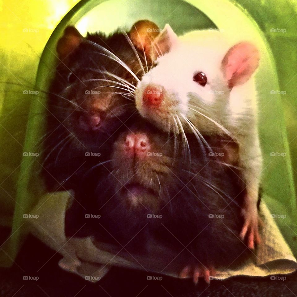 Pet rats ❤