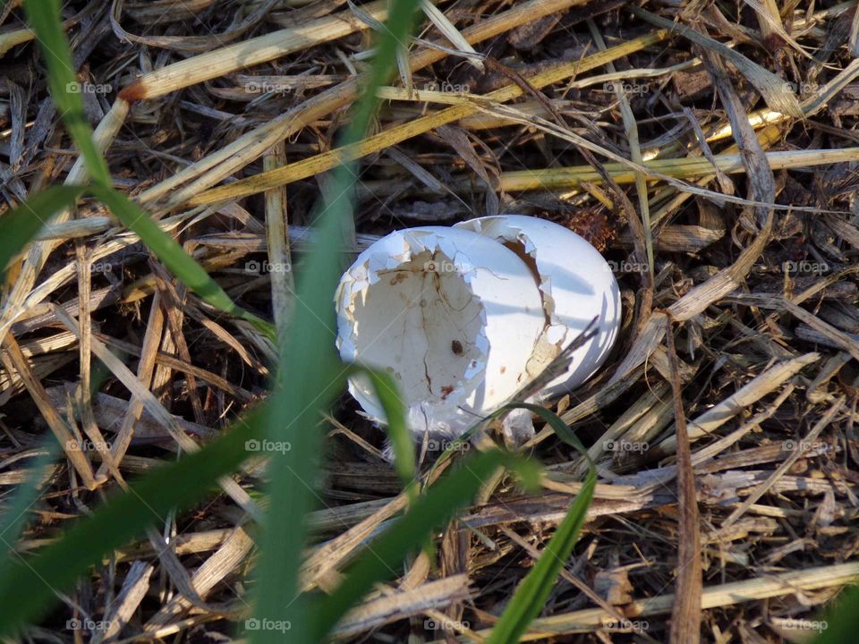 Taubenei auf einer Wiese