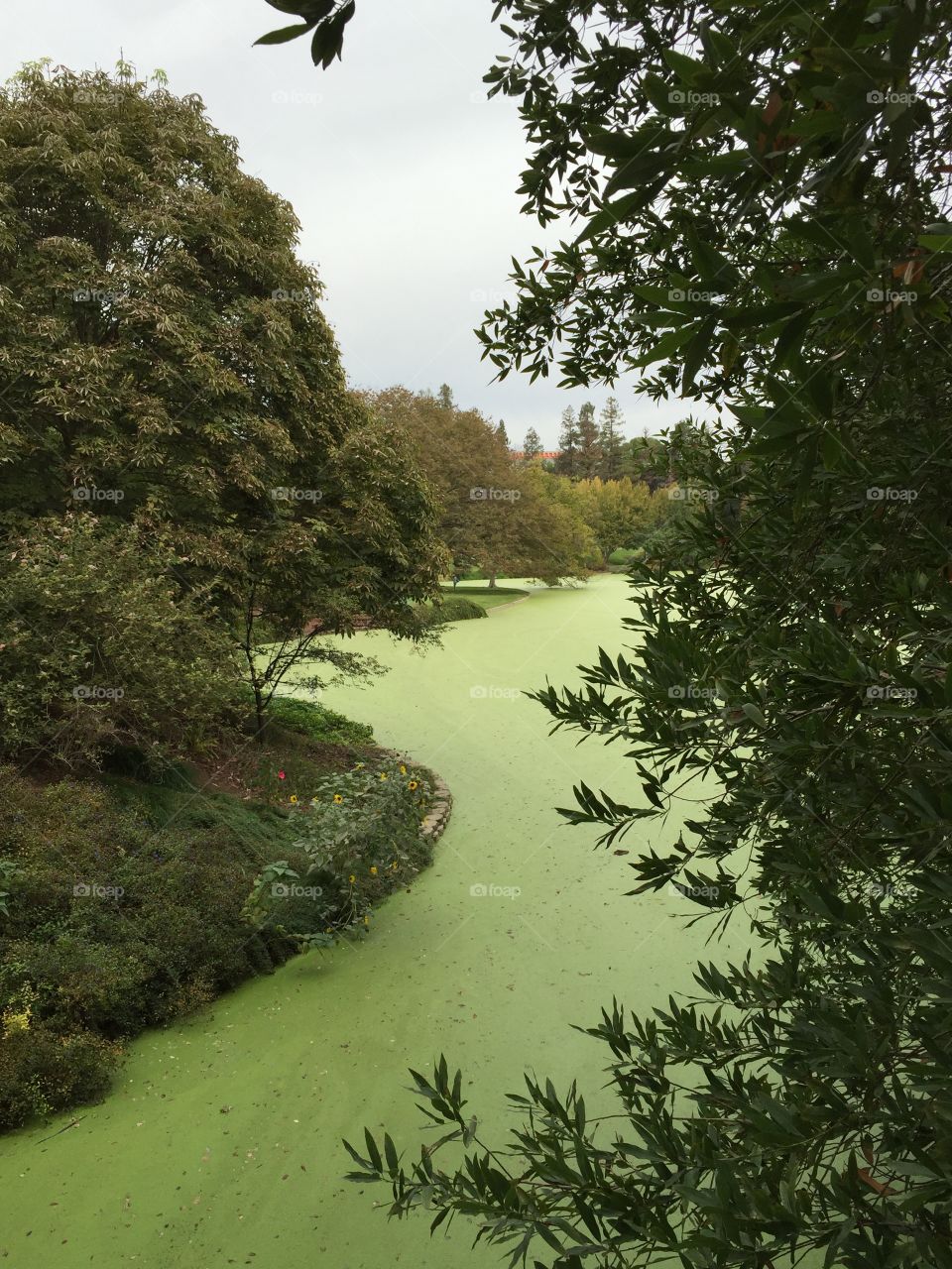 Duckweed connects the two sides of the pond