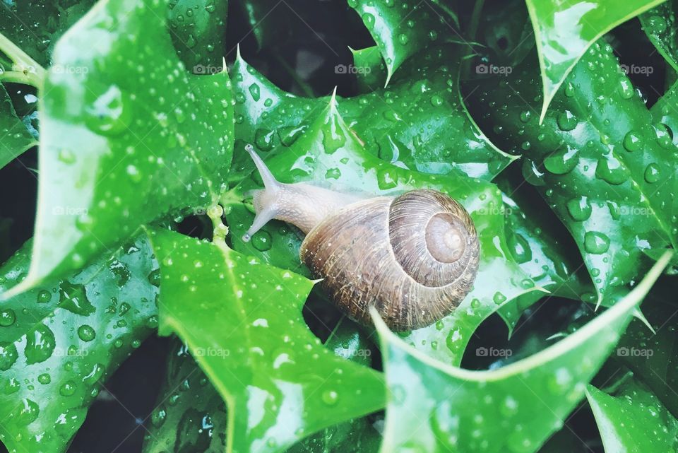 snail