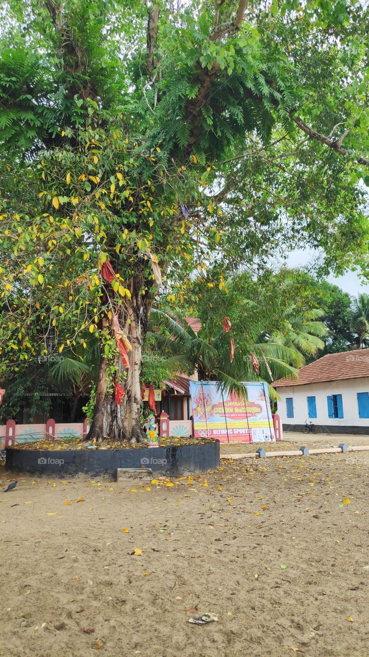 religion protect tree from human