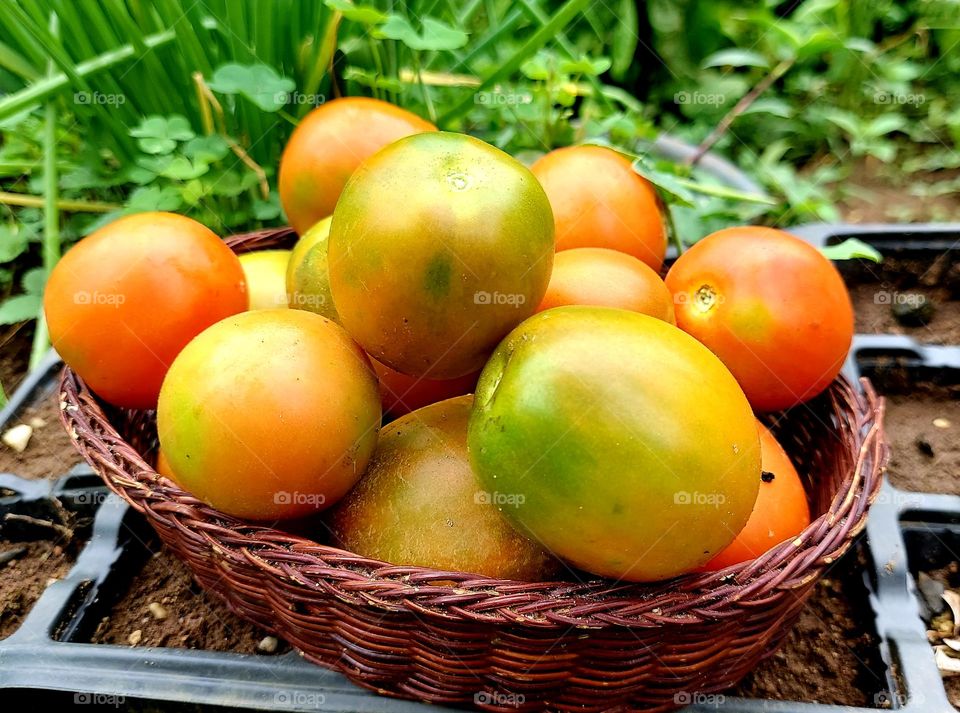 Colheita de tomates sem agrotóxicos,  fresquinhos do quintal.